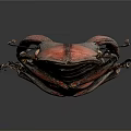 Stag Beetle With Red And Dark Shell And Long Antlers On Dark Background
