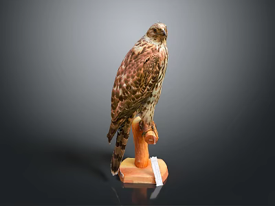 Realistic Stuffed Hawk Perched On Wooden Base Taxidermy With Detailed Feathers 3d model