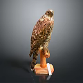 Realistic Stuffed Hawk Perched On Wooden Base Taxidermy With Detailed Feathers