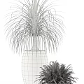 Bonsai Potted Plants With Various Leaf Types Green And Red Foliage In Modern White Pots