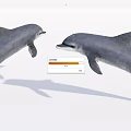 Two Playful Dolphins Leaping Out of Clear Water With Graceful Movements