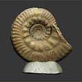 Ancient Ammonite Fossil With Yellowish Brown Spiral Structure On White Base 3d model