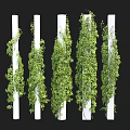 Lush Green Vines Climbing On White Pillars With Fresh Leaves