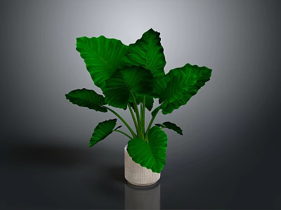 Leafy Green Plant With Large Leaves In White Pot On Dark Background 3d model