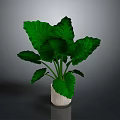 Leafy Green Plant With Large Leaves In White Pot On Dark Background