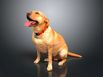 Yellow Labrador Dog Sitting With Tongue Out Wearing Red Collar On Dark Reflective Surface 3d model