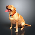Yellow Labrador Dog Sitting With Tongue Out Wearing Red Collar On Dark Reflective Surface