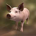Adorable Pink Pig With Big Ears Standing On Green Grass Field