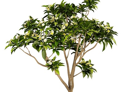 Plumeria Green Trees 18 model