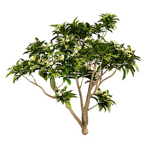 Plumeria Green Trees 18 3d model