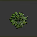 Fresh Green Banana Bunch With Natural Stems And Vibrant Green Color