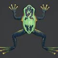 Vibrant Blue and Green Frog with Large Eyes Lying on Shiny Reflective Surface