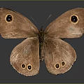 Brown Butterfly With Patterned Wings And Round Eyespots On Gray Background With Reflection 3d model