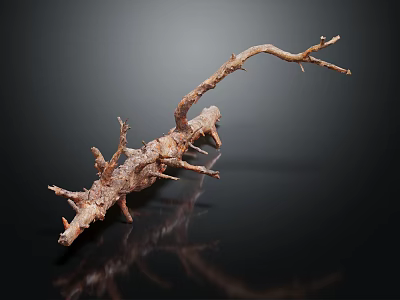 Natural Wooden Driftwood Branch Featuring Rough Surface Spikes And Forks On Dark Background 3d model