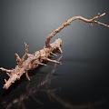 Natural Wooden Driftwood Branch Featuring Rough Surface Spikes And Forks On Dark Background