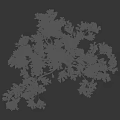 Arbor Trees with Lush Green Leaves and Branchy Trunks in Natural Growth Form