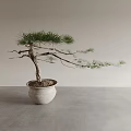 Bonsai Pine Tree With Curved Branches In White Ceramic Pot On Gray Table 3d model