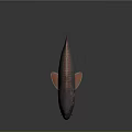 3D Modeled Red Orange Fish With Blue Eyes Detailed Fins Whiskers And Dark Reflection