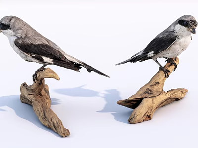 Two Realistic Birds Perched on Natural Driftwood Branches White Background 3d model