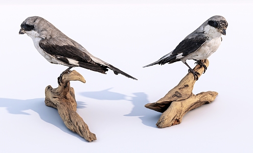 Modern bird standing on wood 3d model