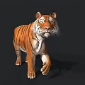 Realistic 3D Tiger Model With Orange Black Stripes And White Face Standing On Black Background