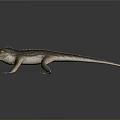 Lizard Anime Lizard Chameleon Cartoon Lizard Reptile Cold Blooded Animal Reptile Class 3d model