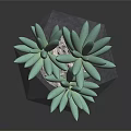 Green Succulent Plant in Geometric Gray Pot with Small Pebbles on Black Background