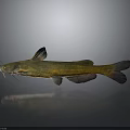 Yellow Green Catfish with Black Fins and Whiskers on Gray Background