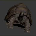 Reptile Tortoise With Textured Brown And Yellow Shell In Crawling Posture