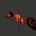 Realistic Red Ant 3D Render With Detailed Head Body And Long Legs