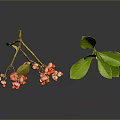 Plant Branch With Red Berries Yellow Leaves And Green Leaf On Dark Background With Reflection