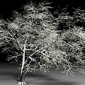 Shrub With Thin Branches Small Green Buds And Roots On Black Background