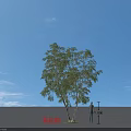 Weeping Birch Tree Standing 16 Meters Tall In Open Ground With Blue Sky