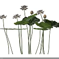 Aquatic Plants Featuring Lotus Flowers Green Leaves Buds And Height Measurement In Cm