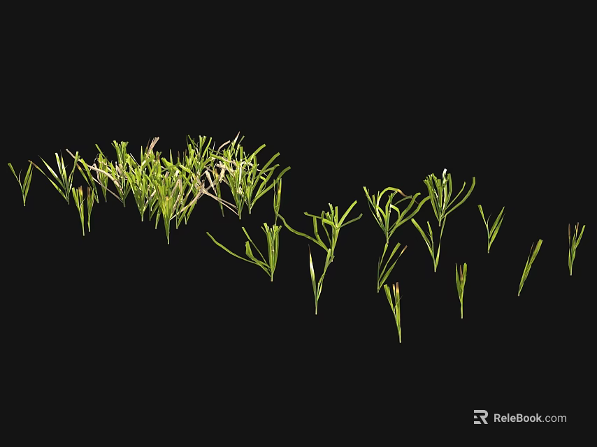 Green Grass With Slender Leaves On Black Background Natural Arrangement 3d model 