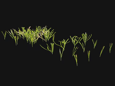 Green Grass With Slender Leaves On Black Background Natural Arrangement 3d model