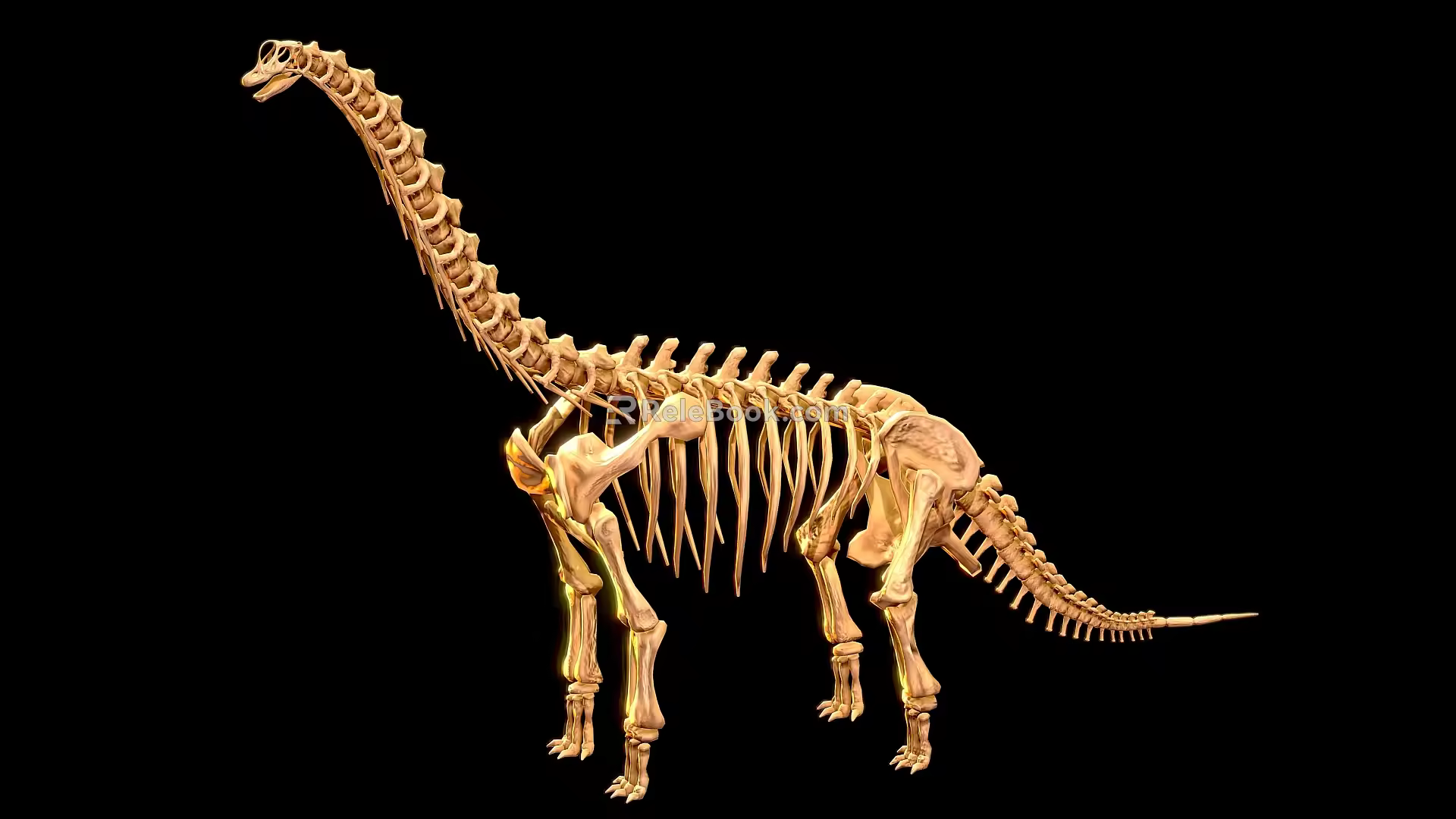 Brachiosaurus dinosaur reptile skeleton Dinosaur fossil 2 3d model