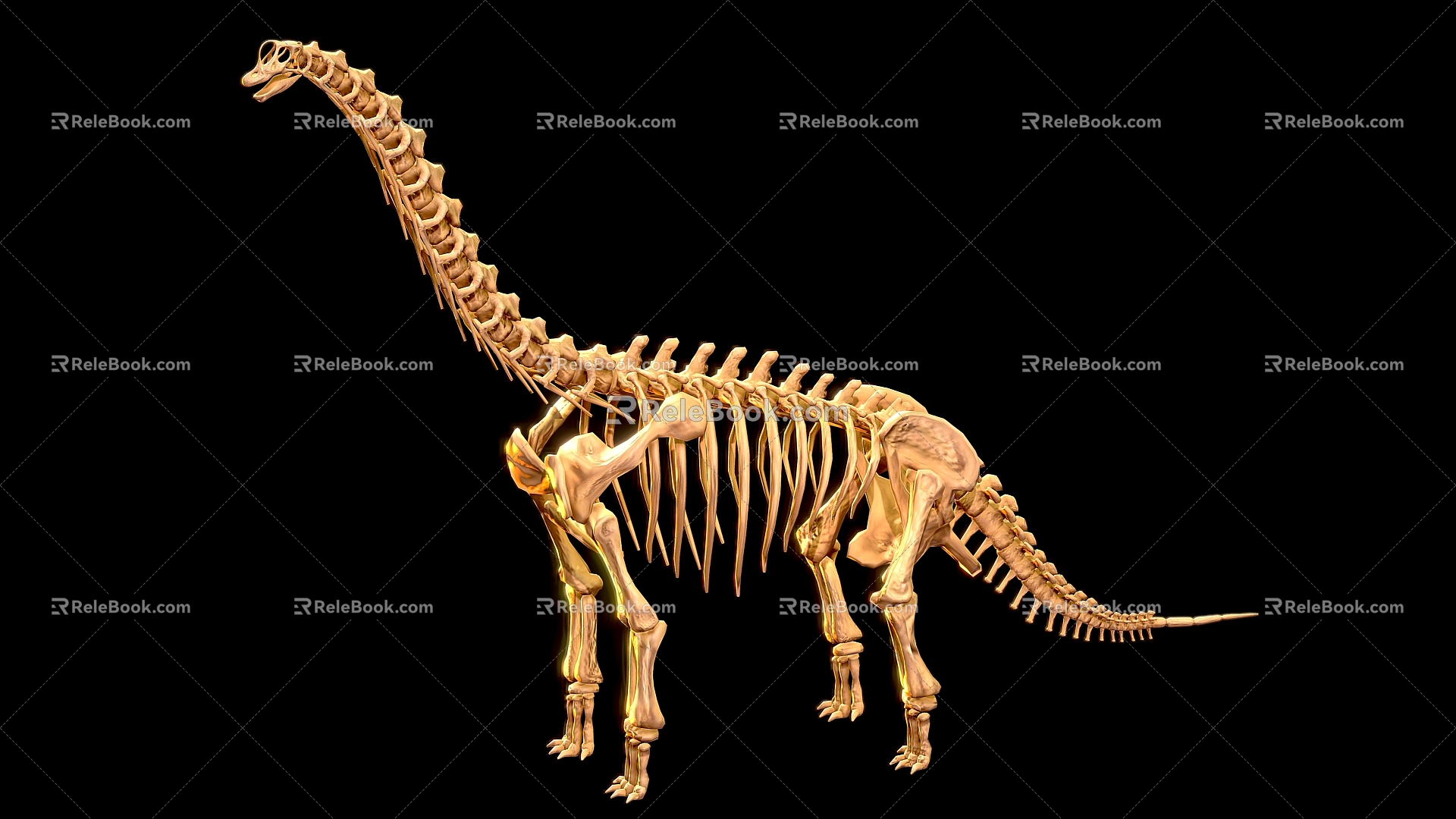 Brachiosaurus dinosaur reptile skeleton Dinosaur fossil 2 3d model