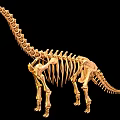 Brachiosaurus dinosaur reptile skeleton Dinosaur fossil 2 3d model
