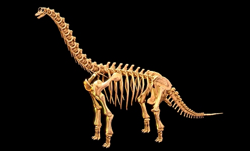 Brachiosaurus dinosaur reptile skeleton Dinosaur fossil 2 3d model