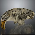 Detailed Animal Skull Organ With Large Orange Canine Teeth And White Bone Structure