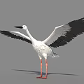 White Stork With Black Wings Spreading Wings And Long Red Legs Standing On Gray Background