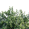 Lush Green Garden Shrubs With Dense Foliage And Purple Flowers