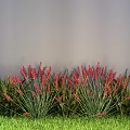 Ground Cover Plants Featuring Red Spiked Flowers And Green Foliage In Garden