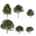 Diverse Arbor Trees With Different Sizes And Shapes In White Background 3d model