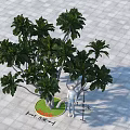 Lush Arbor With Green Foliage 5m Height 6m Crown On Gray Tiled Ground