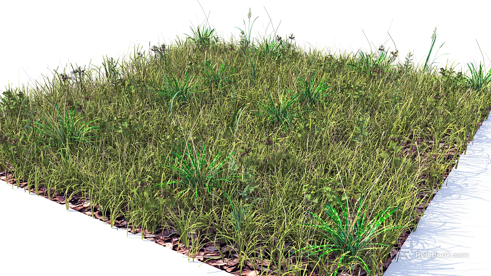 Lush Green Grass with Various Grasses and Herbaceous Plants in Natural Setting 3d model 
