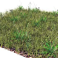 Lush Green Grass with Various Grasses and Herbaceous Plants in Natural Setting