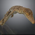 Realistic Brown Textured Crocodile Model With Head Body And Reflection On Dark Background