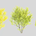 Arbor Trees With Different Colored Foliage Yellow And Green Leaves For Garden